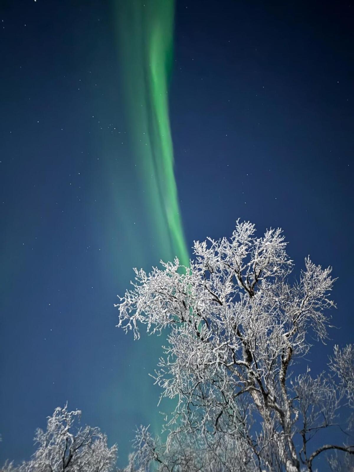 Trivelig Hytte I Senja. Kültér fotó